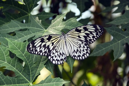 butterflyの写真素材