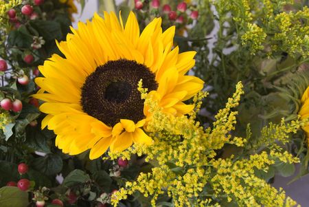 sunflowerの写真素材