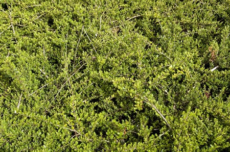 green natural pattern outside in the park