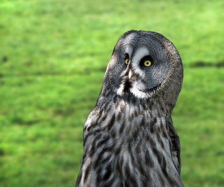 night owl in the zoo from Antwerp in Belgiumの写真素材