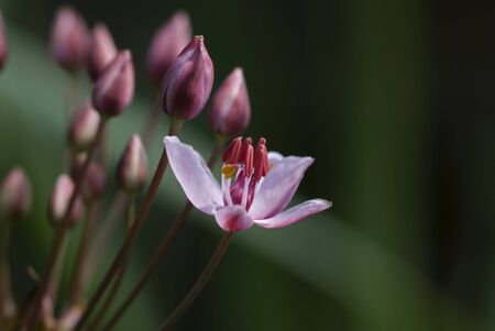 a macro of one peace of a swan flowerの写真素材