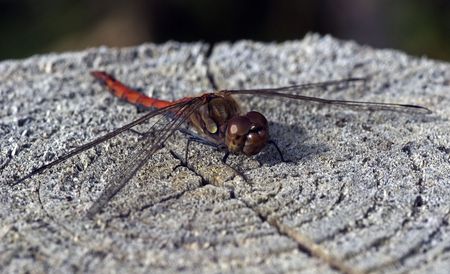 dragonfly on a piece of woodの写真素材