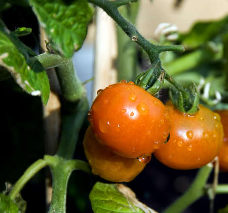 natural wet cherry tomatoes growing outsideの写真素材