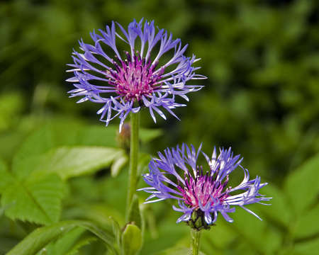 very rare pink flowers grown in nature in Hollandの写真素材