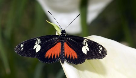 Butterfly on a white flower in the butterfly garden