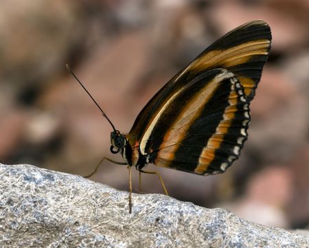 beautiful butterfly in the butterfly garden in Goes, Holland