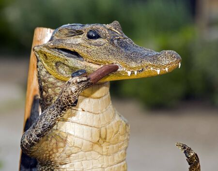 young stuffed crocodile in a zoo for exposition and learning