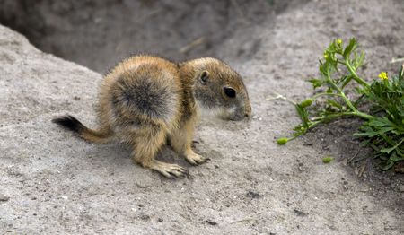 Cynomys, derives from the Greek for dog mouse