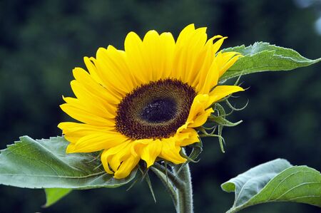 sunflower as a background with green leafsの写真素材