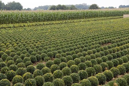 lot of buxus trees in a field in rowsの写真素材