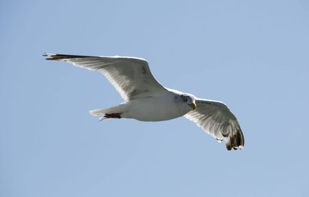 seagull flying in the blue skyの写真素材