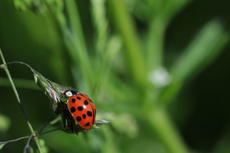 ladybird
