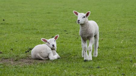 lamb in spring time in the field with green grassの写真素材