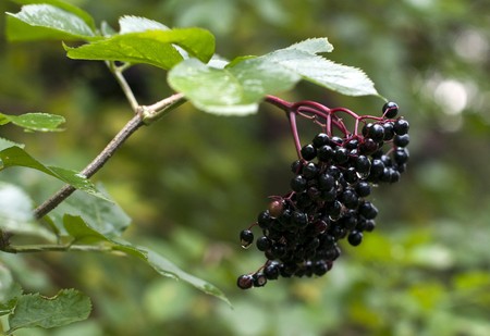 berry wet in the garden in Holland の写真素材