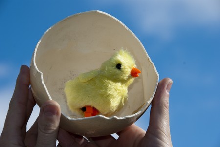 play chicken in big egg and blue skyの写真素材