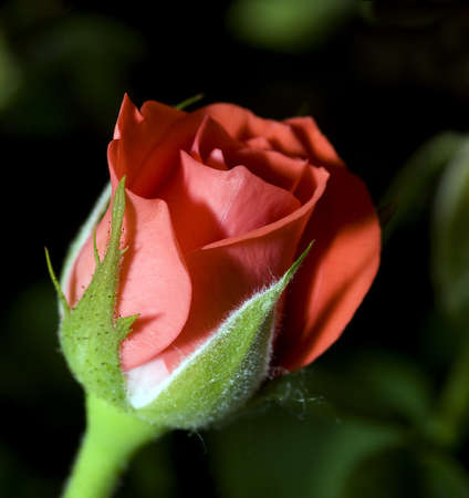 red rose for a present or a giftの写真素材
