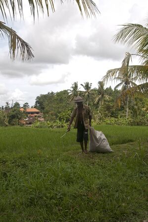 UBUD - 05 April 2011: man working on the rice fields April 05 2011 in Ubud, Indonesiaのeditorial素材