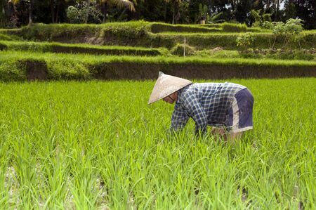 UBUD - 4 April 2011: woman working in rice fields sawa on April 4, 2011 on Ubud street on Bali, Indonesiaのeditorial素材