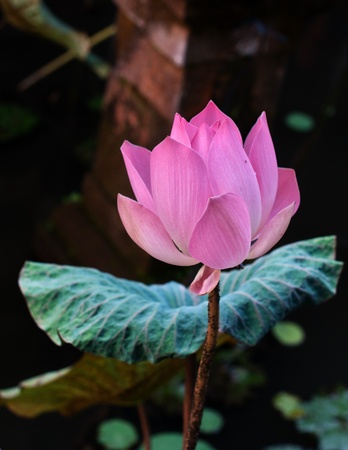 lotus flower in Ubud Indonesiaの写真素材