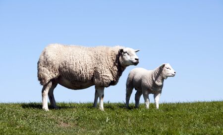 green grass blue sky and mother and young sheepの写真素材