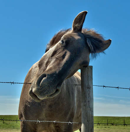 a brown horse, Equus caballus with blue skyの写真素材