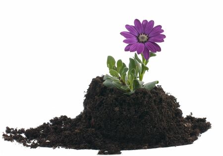 petunia flower as a new lifeの写真素材