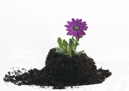 petunia flower as a new lifeの写真素材