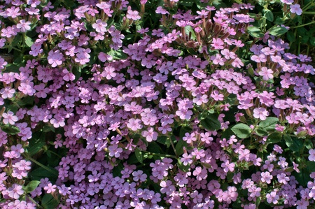the pink flowering saponaria in gardenの写真素材