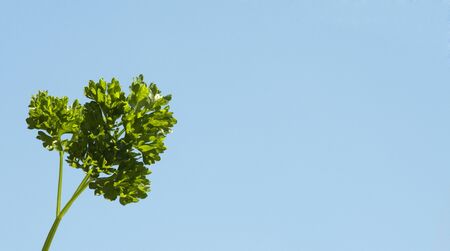 one parsley against a blue sky backgroundの写真素材