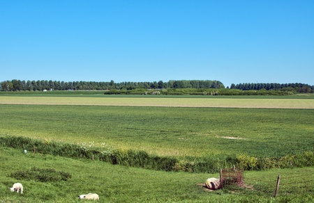 dutch landscape with sheep and blue sky and green grassの写真素材