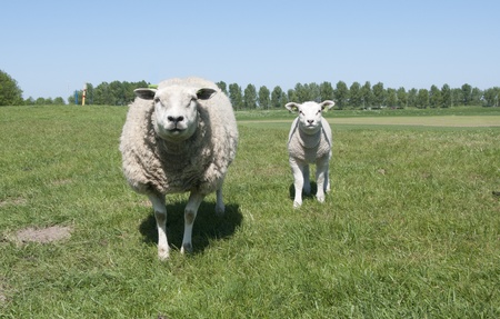 mother and young sheepの写真素材