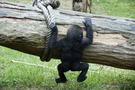 Young baby Gorilla playing climbing up a treeの写真素材