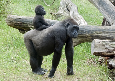 Baby Gorilla on back on motherの写真素材