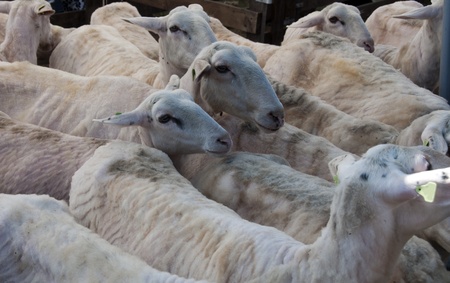 Flock of sheared sheep just after been sheepsheared