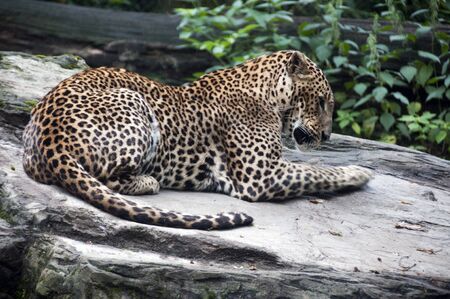 Leopard resting on a treeの写真素材