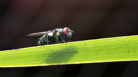 macro from a fly on a green leaveの写真素材