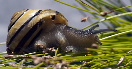 Cepaea hortensis small snail on a green grassの写真素材