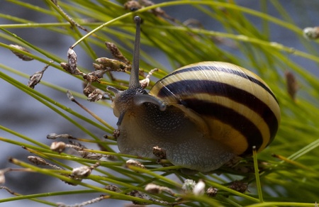 Cepaea hortensis small snail on a green grassの写真素材