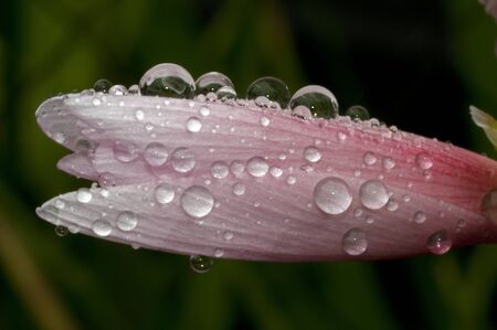 water drops on pink lelie flowerの写真素材
