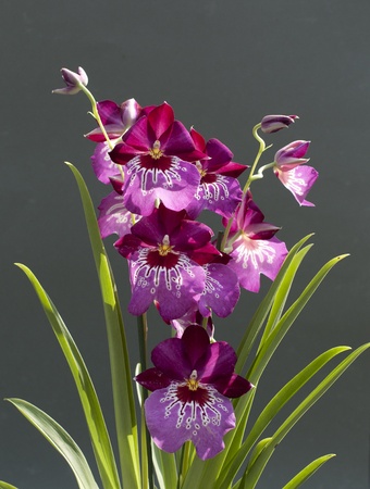 rare pink orchidの写真素材