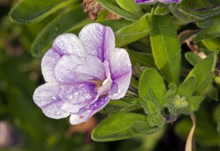 macro of a small petunia with green leavesの写真素材