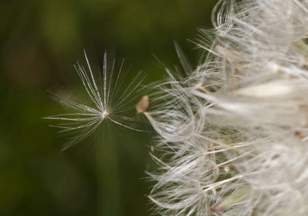 detail macro of a white dandelionの写真素材