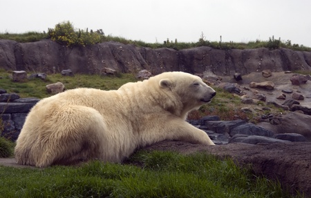 white icebear in zoo on green grassの写真素材