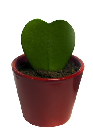 hoja kerri green heart with red vaseの写真素材