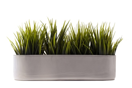 green cultivated grass plant in potの写真素材