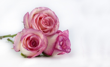 three pin k roses on isolated backgroundの写真素材