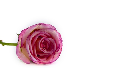 pink rose on isolated white backgroundの写真素材