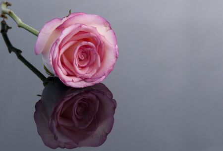 reflection of a pink rose o0n a grey backgroundの写真素材