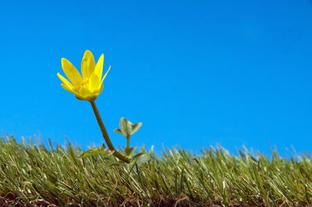 yellow flower on green grass and blue skyの写真素材