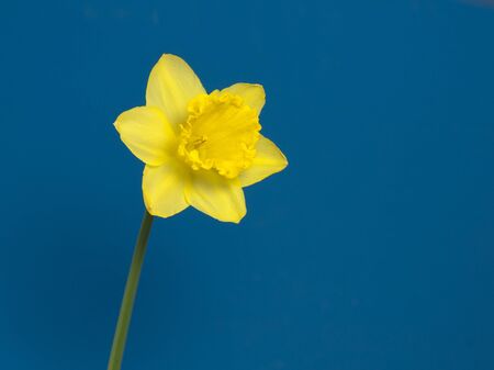 narcissus with blue backgroundの写真素材